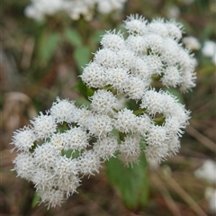 Ageratina adenophora (Crofton Weed) at Robertson, NSW - 25 Sep 2024 by RobG1