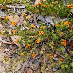 Pultenaea subspicata at Bombay, NSW - 27 Sep 2024 03:40 PM