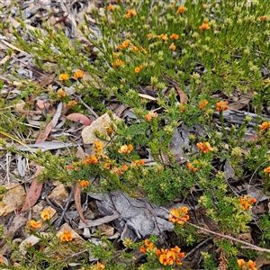 Pultenaea subspicata at Bombay, NSW - 27 Sep 2024 03:40 PM