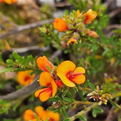 Pultenaea subspicata at Bombay, NSW - 27 Sep 2024 03:40 PM