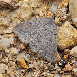 Taxeotis reserata at Bombay, NSW - 27 Sep 2024