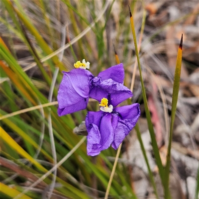 Patersonia sericea var. sericea (Silky Purple-flag) at Bombay, NSW - 27 Sep 2024 by MatthewFrawley