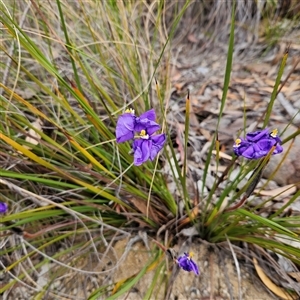 Patersonia sericea var. sericea at Bombay, NSW - 27 Sep 2024 03:43 PM