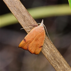 Tortricopsis uncinella (A concealer moth) at Yarralumla, ACT - 1 Oct 2024 by DPRees125