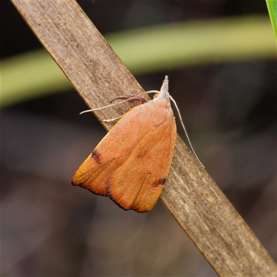 Tortricopsis uncinella (A concealer moth) at Yarralumla, ACT - 1 Oct 2024 by DPRees125