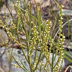 Choretrum pauciflorum (Dwarf Sour Bush) at Bombay, NSW - 27 Sep 2024 by MatthewFrawley