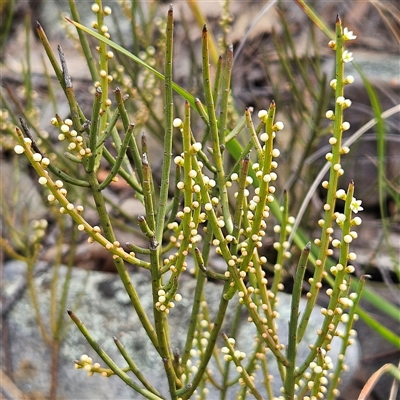 Choretrum pauciflorum (Dwarf Sour Bush) at Bombay, NSW - 27 Sep 2024 by MatthewFrawley