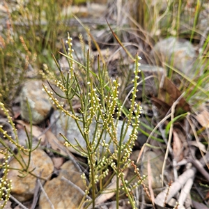 Choretrum pauciflorum at Bombay, NSW - 27 Sep 2024 03:44 PM