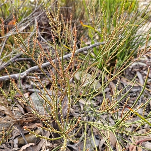 Choretrum pauciflorum at Bombay, NSW - 27 Sep 2024 03:44 PM