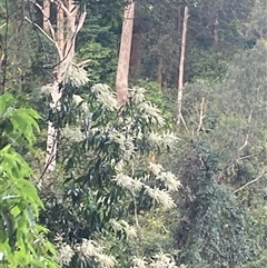 Quintinia sieberi (Possumwood) at Upper Kangaroo Valley, NSW - 23 Sep 2024 by Baronia