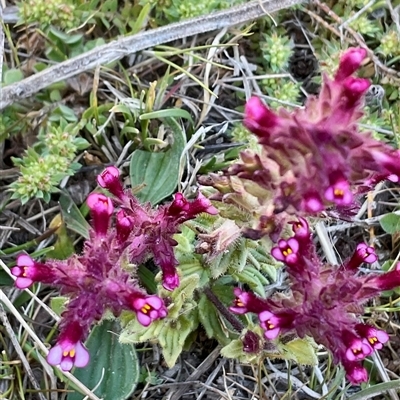 Parentucellia latifolia (Red Bartsia) at Denman Prospect, ACT - 1 Oct 2024 by Jennybach