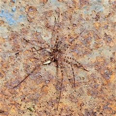 Stiphidion facetum (Hammock-web Spider) at Braidwood, NSW - 28 Sep 2024 by MatthewFrawley