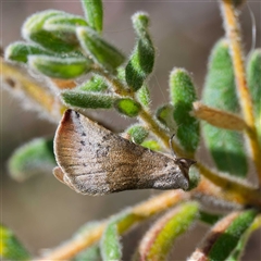 Mataeomera mesotaenia (Large Scale Moth) at Yarralumla, ACT - 1 Oct 2024 by DPRees125