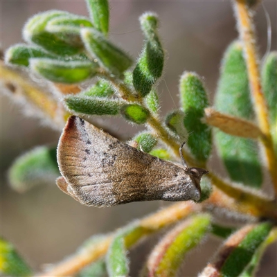 Mataeomera mesotaenia (Large Scale Moth) at Yarralumla, ACT - 1 Oct 2024 by DPRees125