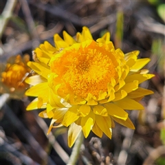 Leucochrysum albicans subsp. albicans (Hoary Sunray) at Manar, NSW - 1 Oct 2024 by MatthewFrawley