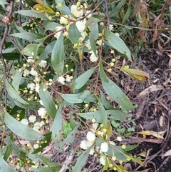 Acacia binervata (Two-veined Hickory) at Robertson, NSW - 1 Oct 2024 by plants