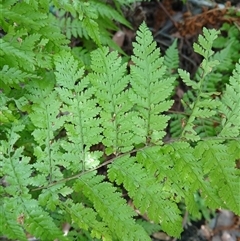 Dennstaedtia davallioides (Lacy Ground Fern) at Carrington Falls, NSW - 1 Oct 2024 by plants