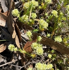 Scleranthus diander (Many-flowered Knawel) at Denman Prospect, ACT - 1 Oct 2024 by Jennybach