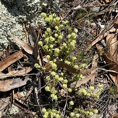 Scleranthus diander at Denman Prospect, ACT - 1 Oct 2024 12:27 PM