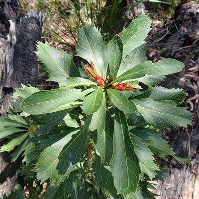 Telopea speciosissima (NSW Waratah) at Budderoo, NSW - 1 Oct 2024 by plants