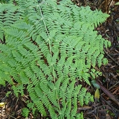 Histiopteris incisa (Bat's-Wing Fern) at Knights Hill, NSW - 1 Oct 2024 by plants