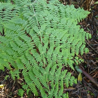 Histiopteris incisa (Bat's-Wing Fern) at Knights Hill, NSW - 1 Oct 2024 by plants