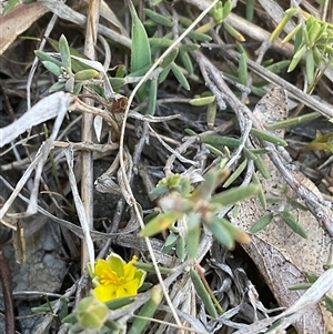 Hibbertia calycina at Denman Prospect, ACT - 1 Oct 2024 12:29 PM