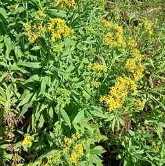 Senecio linearifolius (Fireweed Groundsel, Fireweed) at Knights Hill, NSW - 30 Sep 2024 by plants