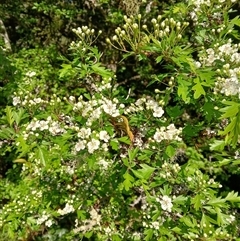 Crataegus monogyna (Hawthorn) at Knights Hill, NSW - 1 Oct 2024 by plants