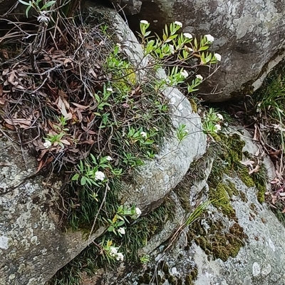 Olearia elliptica (Sticky Daisy Bush) at Robertson, NSW - 1 Oct 2024 by plants