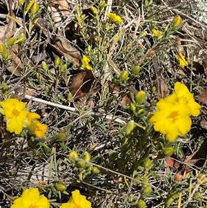 Hibbertia calycina at Denman Prospect, ACT - 1 Oct 2024 12:29 PM