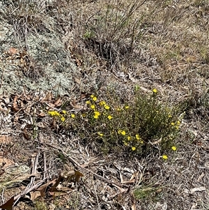 Hibbertia calycina at Denman Prospect, ACT - 1 Oct 2024 12:29 PM