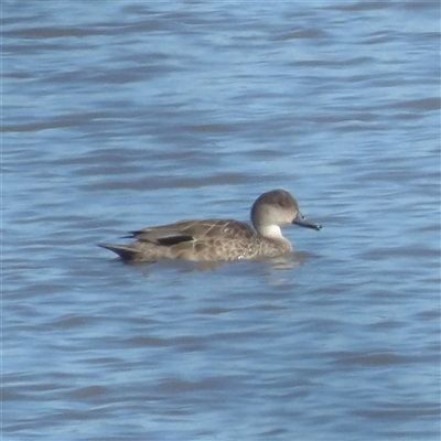 Anas gracilis (Grey Teal) at Lake Bathurst, NSW - 1 Oct 2024 by MatthewFrawley