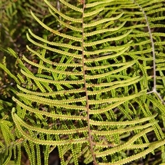 Gleichenia dicarpa (Wiry Coral Fern) at Budderoo, NSW - 1 Oct 2024 by plants