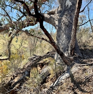 Eucalyptus nortonii at Denman Prospect, ACT - 1 Oct 2024 12:33 PM