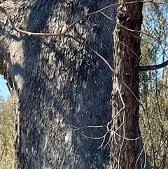 Eucalyptus nortonii at Denman Prospect, ACT - 1 Oct 2024 12:33 PM