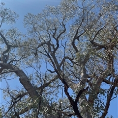 Eucalyptus nortonii at Denman Prospect, ACT - 1 Oct 2024 12:33 PM