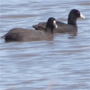 Fulica atra at Lake Bathurst, NSW - 1 Oct 2024