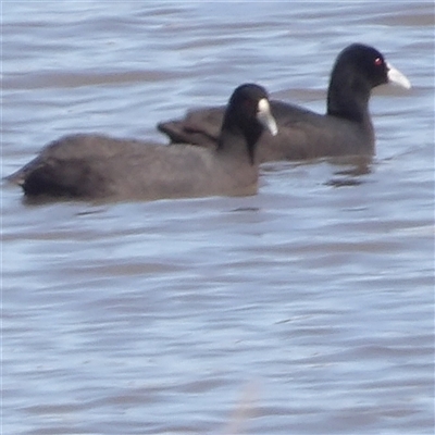 Fulica atra (Eurasian Coot) at Lake Bathurst, NSW - 1 Oct 2024 by MatthewFrawley