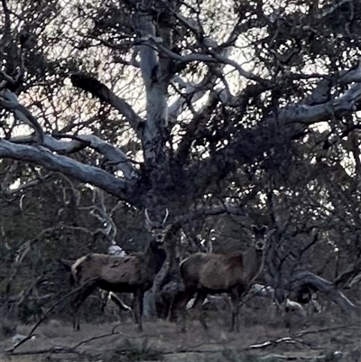 Cervus elaphus (Red Deer) at Bungendore, NSW - 1 Oct 2024 by yellowboxwoodland