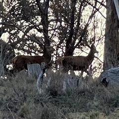 Cervus elaphus at Bungendore, NSW - suppressed