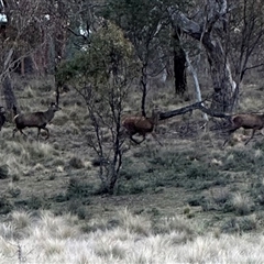 Cervus elaphus at Bungendore, NSW - suppressed