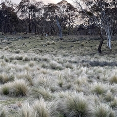 Cervus elaphus at Bungendore, NSW - suppressed