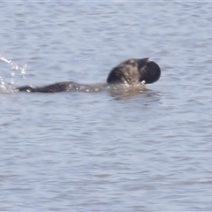 Biziura lobata (Musk Duck) at Lake Bathurst, NSW - 30 Sep 2024 by MatthewFrawley