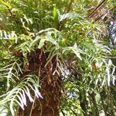 Zealandia pustulata subsp. pustulata (Kangaroo Fern) at Knights Hill, NSW - 1 Oct 2024 by plants