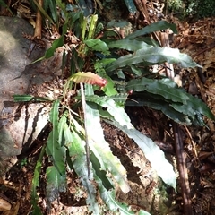 Blechnum patersonii subsp. patersonii (Strap Water Fern) at Knights Hill, NSW - 1 Oct 2024 by plants