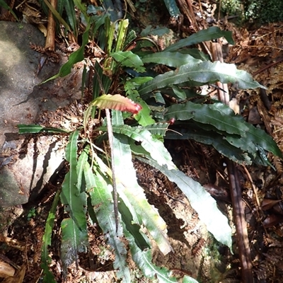 Blechnum patersonii subsp. patersonii (Strap Water Fern) at Knights Hill, NSW - 1 Oct 2024 by plants