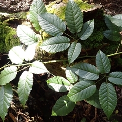 Rubus nebulosus (A Native Raspberry) at Knights Hill, NSW - 1 Oct 2024 by plants