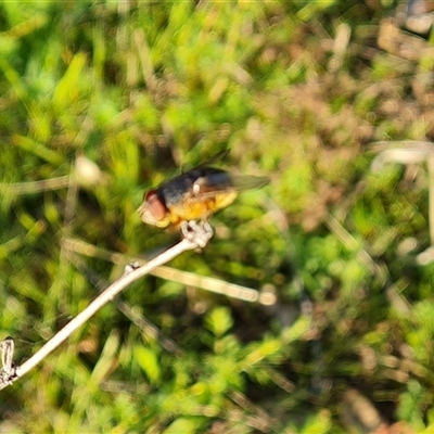 Calliphora augur (Lesser brown or Blue-bodied blowfly) at O'Malley, ACT - 1 Oct 2024 by Mike