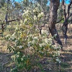 Olearia lirata (Snowy Daisybush) at O'Malley, ACT - 1 Oct 2024 by Mike